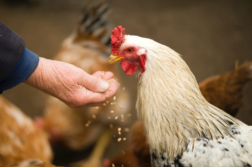 ¿Es recomendable complementar el pienso de gallina ponedora barato con otros alimentos o suplementos?
