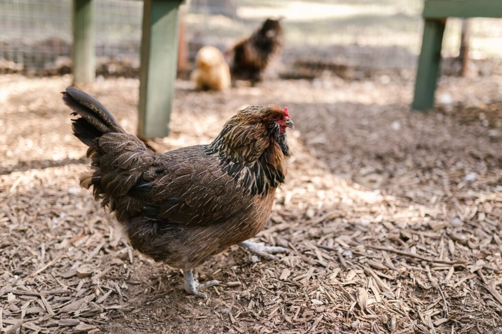 ¿Cómo encontrar un pienso de calidad para gallina ponedora a un precio económico?