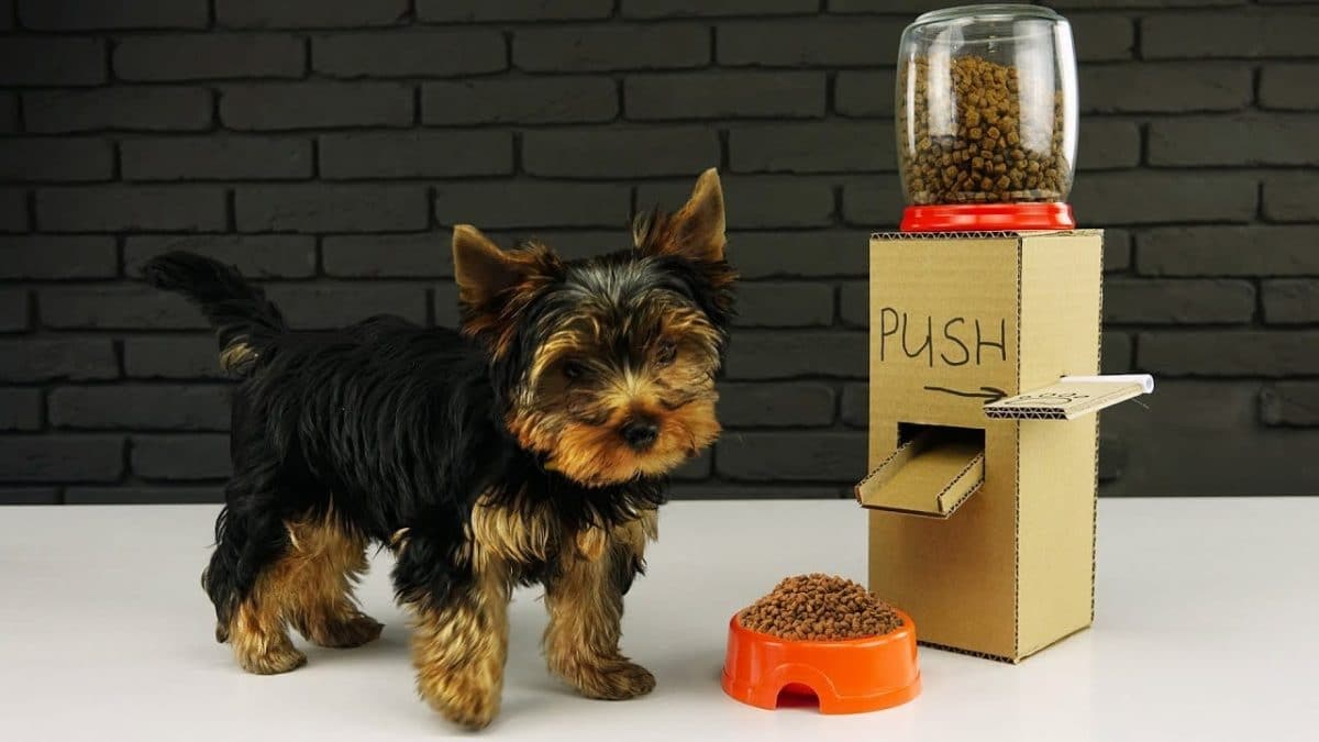forma correcta de usar un dispensador de comida para perros