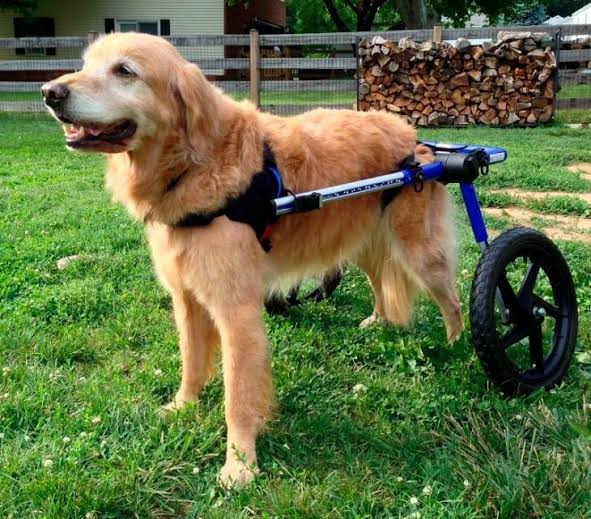 Comodidad y adaptabilidad en las sillas de ruedas para perros grandes