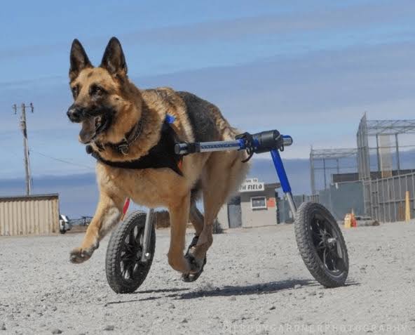 Características destacadas de las sillas de ruedas para perros de gran tamaño