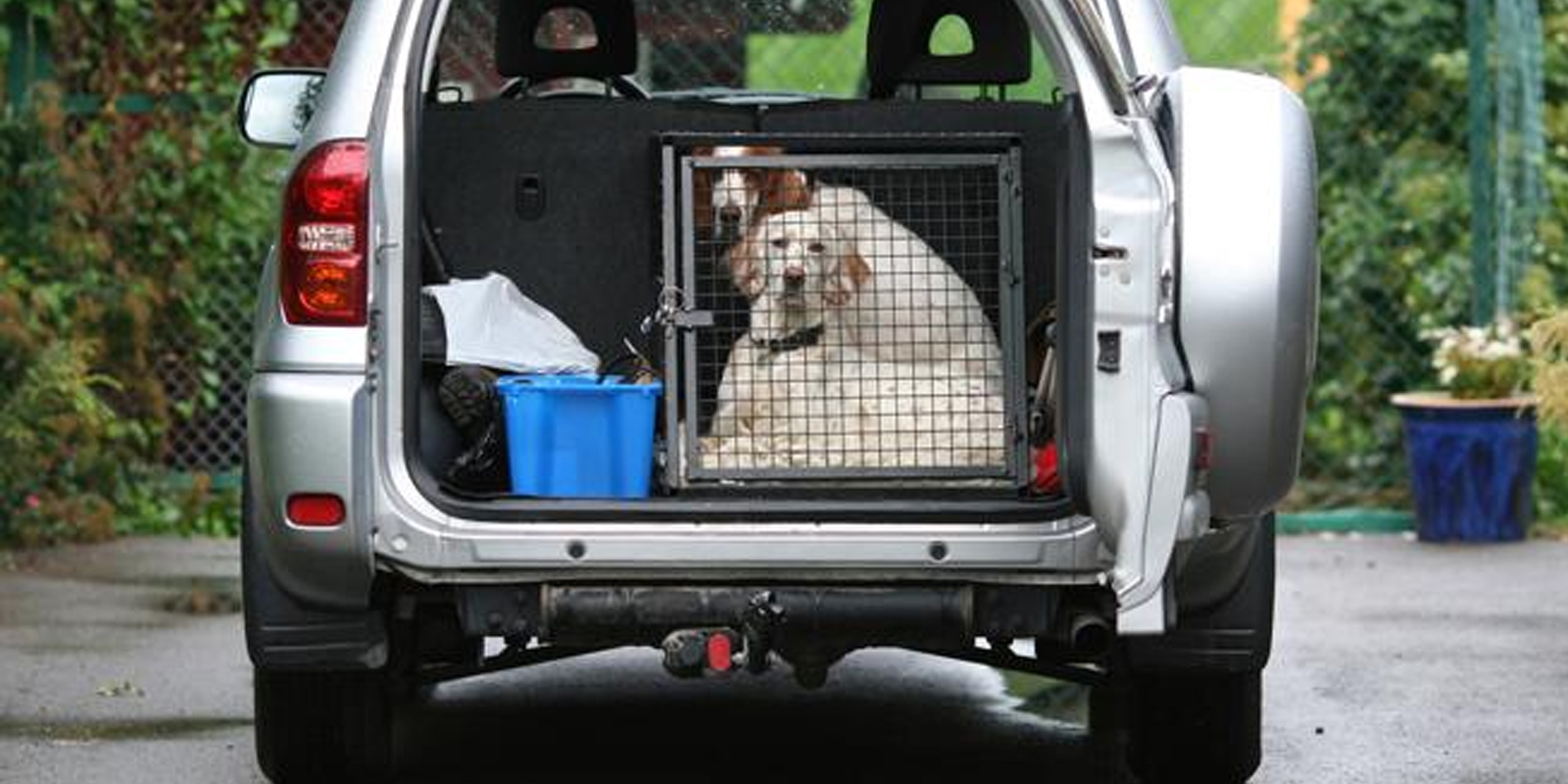Tipos de jaulas para perros en coche